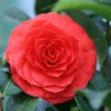 Camellia (Camellia Japonica 'Black Lace') -Essentie Groen Verkoop camellia black lace
