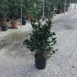 Camellia (Camellia Japonica 'Black Lace') -Essentie Groen Verkoop camellia black lace c12
