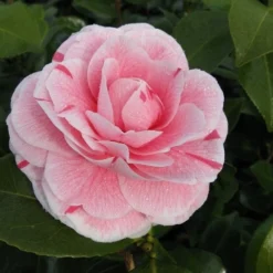 Camelia (Camellia Japonica 'Bonomiana') -Essentie Groen Verkoop camellia bonomiana