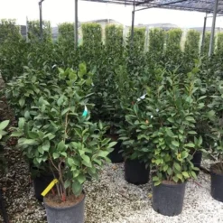 Camelia (Camellia 'Debbie') -Essentie Groen Verkoop camellia c12