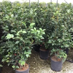 Camellia (Camellia Japonica 'Black Lace') -Essentie Groen Verkoop camellia c12 2