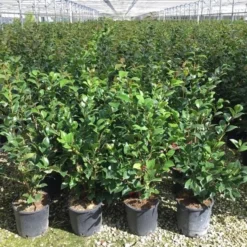 Camelia (Camellia 'Debbie') -Essentie Groen Verkoop camellia c7 2