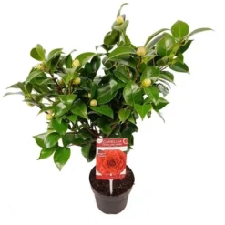 Camellia (Camellia Japonica 'Black Lace') -Essentie Groen Verkoop camellia jap. black lace p15