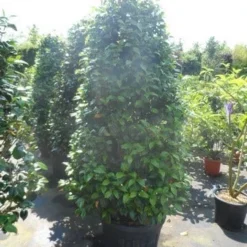 Camelia (Camellia 'Debbie') -Essentie Groen Verkoop camellia japonica 175 200 1