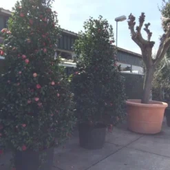 Camelia (Camellia, Rood) -Essentie Groen Verkoop camellia japonica 200 250 300 extra 1 1