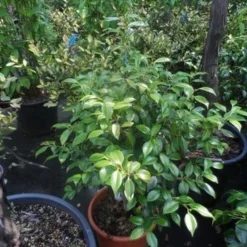 Camelia (Camellia, Wit) -Essentie Groen Verkoop camellia japonica 60 80 c20 25 1