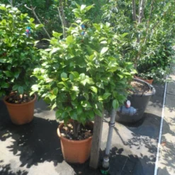 Camelia (Camellia, Rose) -Essentie Groen Verkoop camellia japonica 80 100