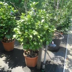 Camelia (Camellia, Wit) -Essentie Groen Verkoop camellia japonica 80 100 1