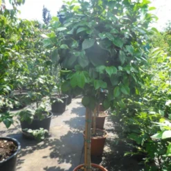 Camelia Op Stam (Camellia Japonica) -Essentie Groen Verkoop camellia japonica halfstam c35 50