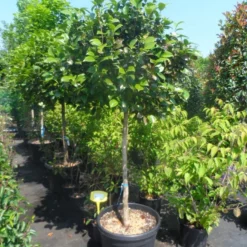 Camelia Op Stam (Camellia Japonica) -Essentie Groen Verkoop camellia japonica halfstam c70 extra