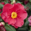 Camelia (Camellia Japonica 'San Dimas')