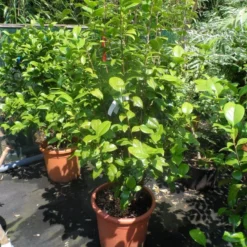 Camelia (Camellia, Rood) -Essentie Groen Verkoop camellia japonica wit 80 100 125