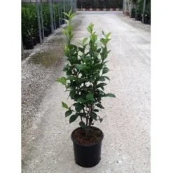 Camelia (Camellia Japonica ‘Perfection White’) -Essentie Groen Verkoop camellia perfection white c7