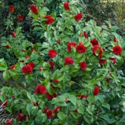 Camellia (Camellia Japonica 'Black Lace') -Essentie Groen Verkoop camellia ret. black lace 1
