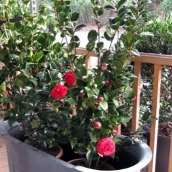 Camellia (Camellia Japonica 'Black Lace') -Essentie Groen Verkoop camellia ret. black lace 3