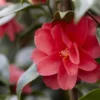 Camelia (Camellia Reticulata 'Mary Williams') -Essentie Groen Verkoop camellia reticulata mary williams
