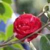 Camelia (Camellia, Rood) -Essentie Groen Verkoop camellia rood