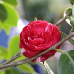 Camelia (Camellia, Rood)