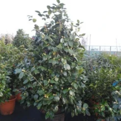 Camelia (Camellia, Rood) -Essentie Groen Verkoop camellia rood 175 200cm