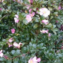 Camelia Als Boom (Camellia Sasanqua) -Essentie Groen Verkoop camellia sasangua 2 1