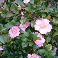 Camelia Als Bonsai (Camellia Sasanqua) -Essentie Groen Verkoop camellia sasangua 3