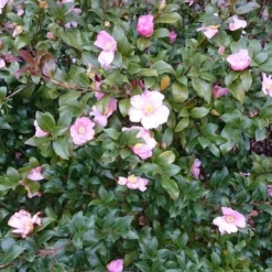 Camelia Als Bonsai (Camellia Sasanqua) -Essentie Groen Verkoop camellia sasangua 4