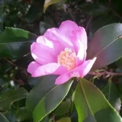 Camelia (Camellia Sasanqua) -Essentie Groen Verkoop camellia sasanqua 1