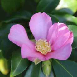 Camelia (Camellia Sasanqua) -Essentie Groen Verkoop camellia sasanqua 3 1