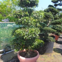 Camelia Als Bonsai (Camellia Sasanqua) -Essentie Groen Verkoop camellia sasanqua bonsai 175 200