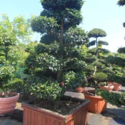 Camelia Als Bonsai (Camellia Sasanqua) -Essentie Groen Verkoop camellia sasanqua bonsai 200 225 houten bak