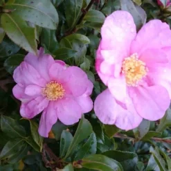 Camelia (Camellia Sasanqua) -Essentie Groen Verkoop camellia tuin 2