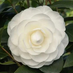 Camelia (Camellia Japonica ‘Perfection White’)