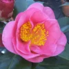 Camelia Als Leivorm (Camellia Japonica 'California') -Essentie Groen Verkoop camelliacalifornia