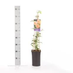 Trompetbloem (Campsis Radicans 'Flava') -Essentie Groen Verkoop campsis radicans flava 1