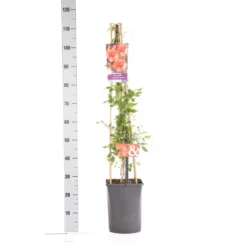 Trompetbloem (Campsis Tagliabuana 'Mme Galen') -Essentie Groen Verkoop campsis t. madame galen 1.00 1.25