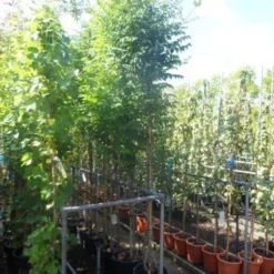 Trompetbloem (Campsis Tagliabuana 'Mme Galen') -Essentie Groen Verkoop campsis tagliabuana madame galen 200 250 c20 2