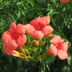 Trompetbloem (Campsis Tagliabuana 'Mme Galen') -Essentie Groen Verkoop campsis tagliabuana mme galen