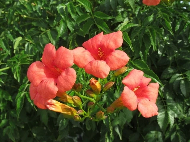 Trompetbloem (Campsis Tagliabuana 'Mme Galen') - Afbeelding 9