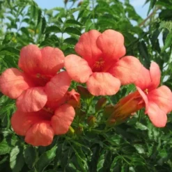 Trompetbloem (Campsis Tagliabuana 'Mme Galen') -Essentie Groen Verkoop campsis tagliabuana mme galen 2