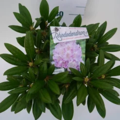 Dwergrhododendron (Rhododendron 'Caroline Allbrook') -Essentie Groen Verkoop car. allbrook c4 boven