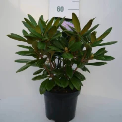 Dwergrhododendron (Rhododendron 'Caroline Allbrook') -Essentie Groen Verkoop car. allbrook c4 voor