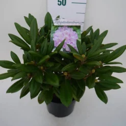 Dwergrhododendron (Rhododendron 'Caroline Allbrook') -Essentie Groen Verkoop car. allbrook c4 zij