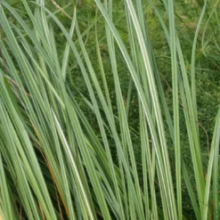 Oeverzegge (Carex Riparia)