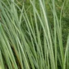 Oeverzegge (Carex Riparia)
