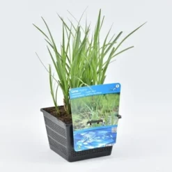Oeverzegge (Carex Riparia) -Essentie Groen Verkoop carex riparia 18x18 20180403190132 1