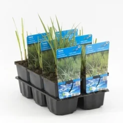 Oeverzegge (Carex Riparia) -Essentie Groen Verkoop carex riparia 20180321213112 1