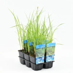 Oeverzegge (Carex Riparia) -Essentie Groen Verkoop carex riparia 20180424200421 m 10150 p9