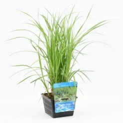 Oeverzegge (Carex Riparia) -Essentie Groen Verkoop carex riparia 20180425121140 m 12610 p18 1