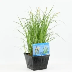 Oeverzegge (Carex Riparia) -Essentie Groen Verkoop carex riparia 20180430164725 e 13630 p28 1