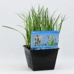 Oeverzegge (Carex Riparia) -Essentie Groen Verkoop carex riparia 28x28 20180412192544 2